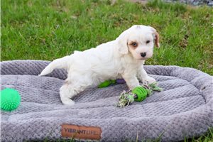 Knox - Cavapoo for sale