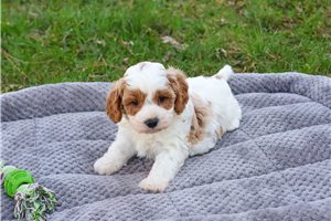 Karter - puppy for sale