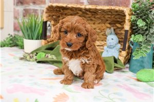Kairo - Cavapoo for sale
