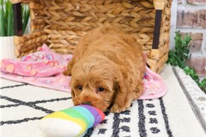 Mocha - Cavapoo for sale