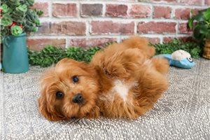 Kosmo - Cavapoo for sale