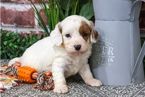 Meeko - Cavapoo for sale