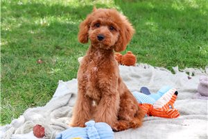 Muffin - Cavapoo for sale