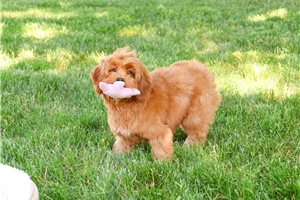 Love - Cavapoo for sale