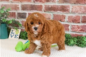 Conner - Cavapoo for sale