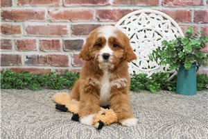 Gage - puppy for sale