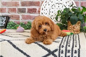 Mocha - Cavapoo for sale
