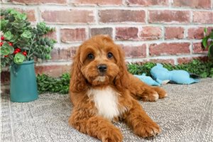 Kane - Cavapoo for sale