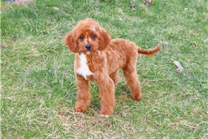 Kujo - Cavapoo for sale