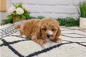 Vanilla - puppy for sale