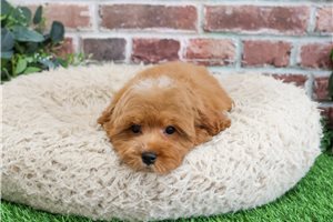 Michael - Cavapoo for sale