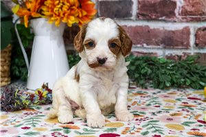 Minnie - Cavapoo for sale