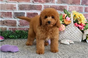 Ruby - Cavapoo for sale
