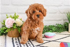 Rosa - puppy for sale