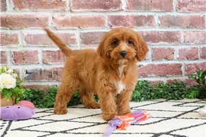 Kashmir - Cavapoo for sale