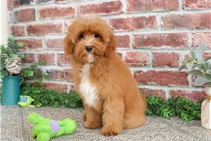 Miles - Cavapoo for sale