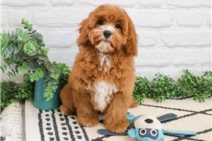 Conner - Cavapoo for sale