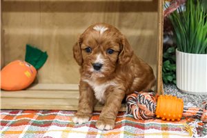 Mason - Cavapoo for sale