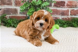 Spencer - puppy for sale