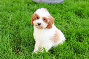 Karter - Cavapoo for sale