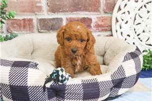 Muffin - Cavapoo for sale