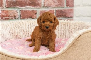 Cookie - Cavapoo for sale