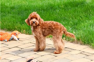 Miles - Cavapoo for sale