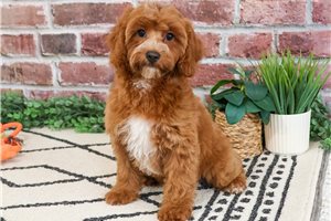 Indigo - Cavapoo for sale