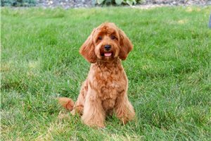 Love - Cavapoo for sale