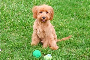 Matthew - Cavapoo for sale