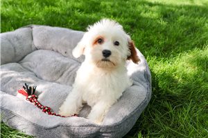 Knox - Cavapoo for sale