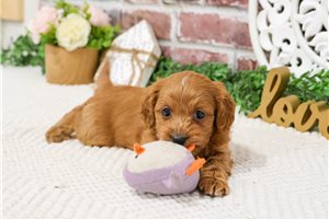Kashmir - puppy for sale