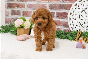 Magenta - Cavapoo for sale