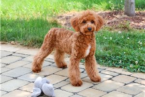 Magenta - Cavapoo for sale