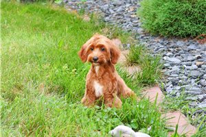 Kashmir - Cavapoo for sale