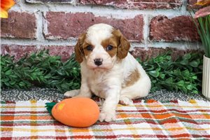 Monty - Cavapoo for sale