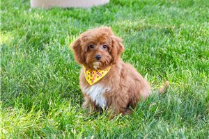 Kairo - Cavapoo for sale