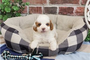 Bagel - puppy for sale