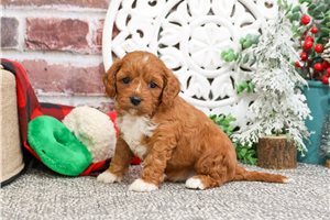 Keri - puppy for sale