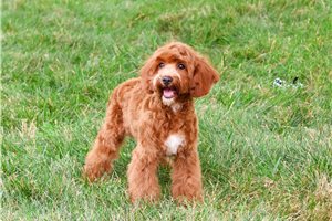 Indigo - Cavapoo for sale