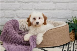 Emersyn - Cavapoo for sale