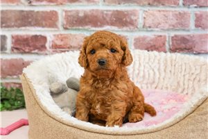 Ruby - Cavapoo for sale