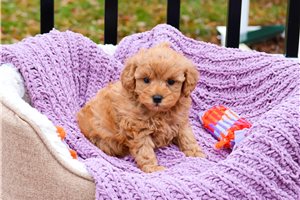 Mila - Cavapoo for sale