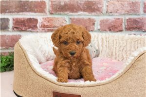 Maple - puppy for sale