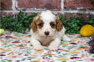 Meredith - Cavapoo for sale