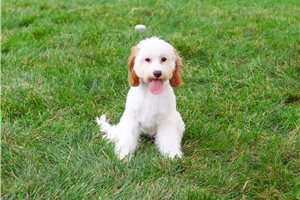 Emersyn - puppy for sale
