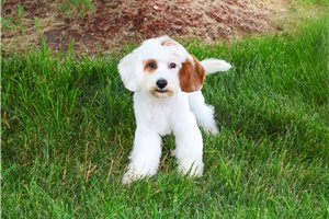 Knox - Cavapoo for sale
