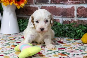 Morgan - Cavapoo for sale