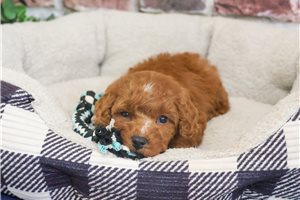 Waffles - Cavapoo for sale