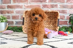 Sicily - puppy for sale